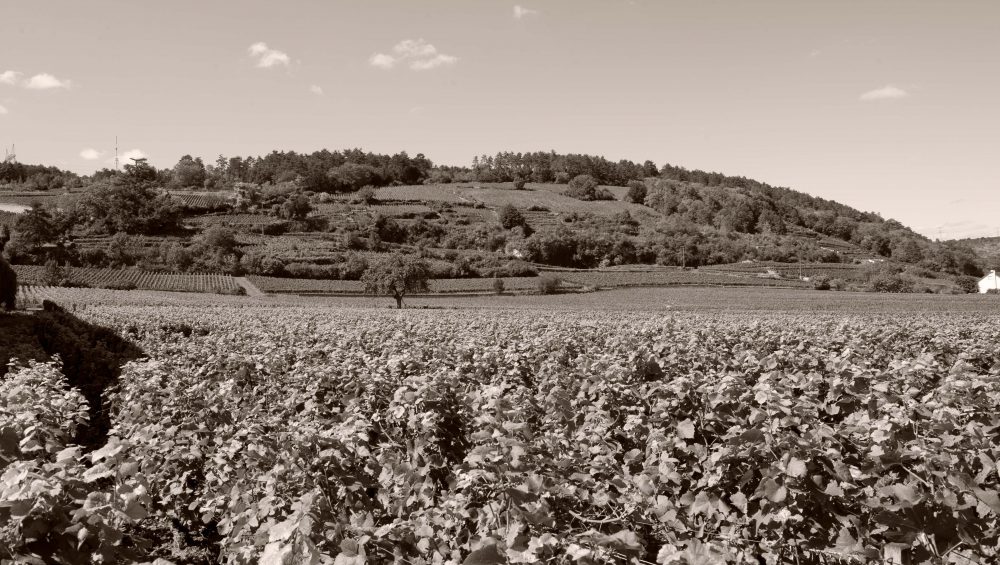 Millesime 2021 : les aléas de la viticulture en Bourgogne