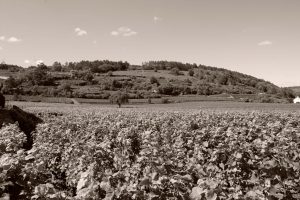 Millesime 2021 : les aléas de la viticulture en Bourgogne